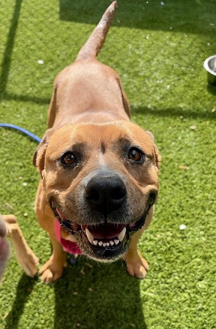 CANNOLI, Adoptable, Adult Female Terrier & Mixed Breed.