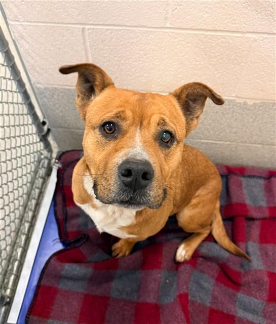 CANNOLI, Adoptable, Adult Female Terrier & Mixed Breed.