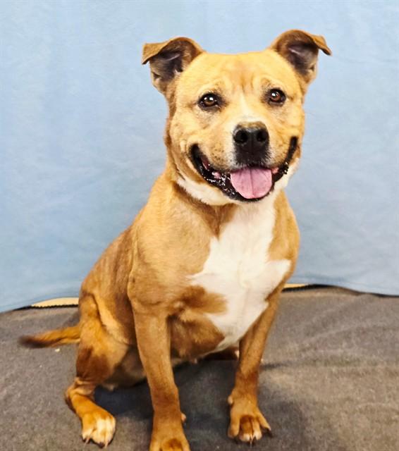 CANNOLI, Adoptable, Adult Female Terrier & Mixed Breed.