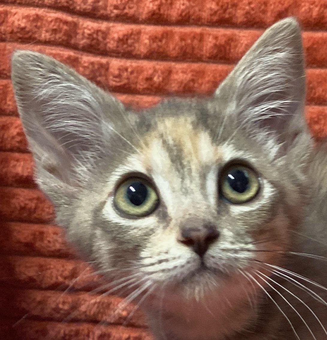 Piper, an adopted Domestic Short Hair in Colusa, CA image 2/4