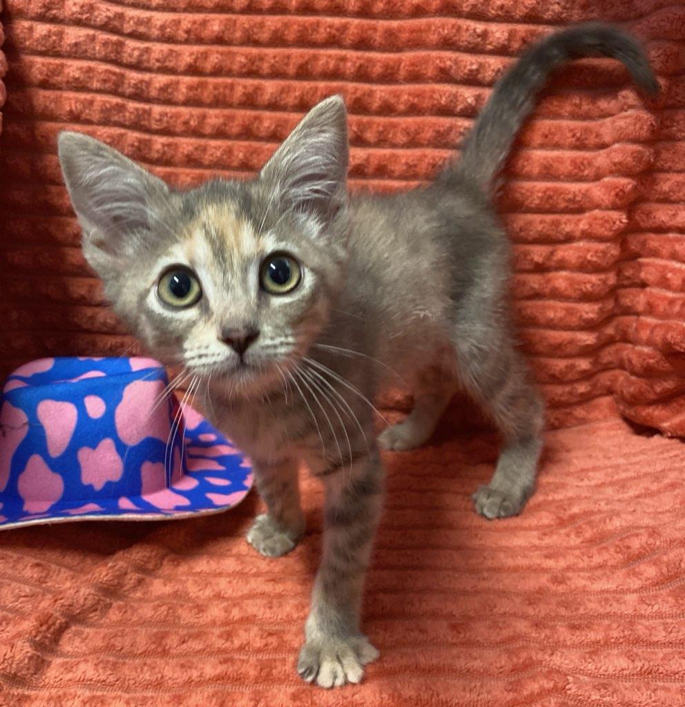 Piper, an adopted Domestic Short Hair in Colusa, CA image 1/4
