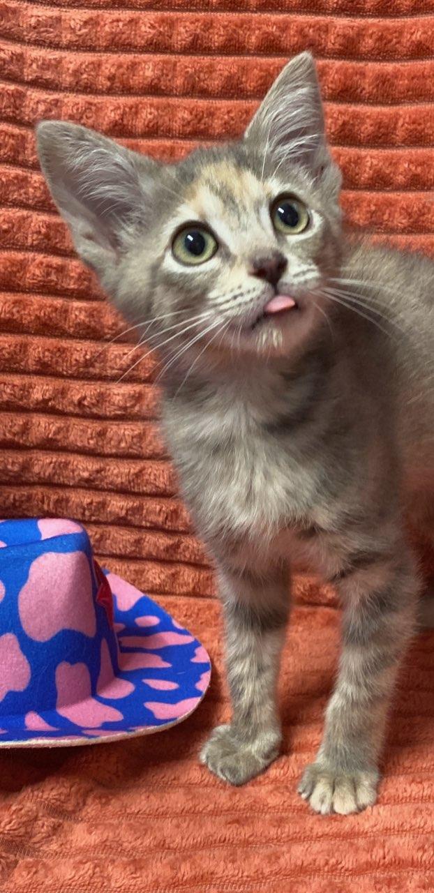 Piper, an adopted Domestic Short Hair in Colusa, CA image 4/4