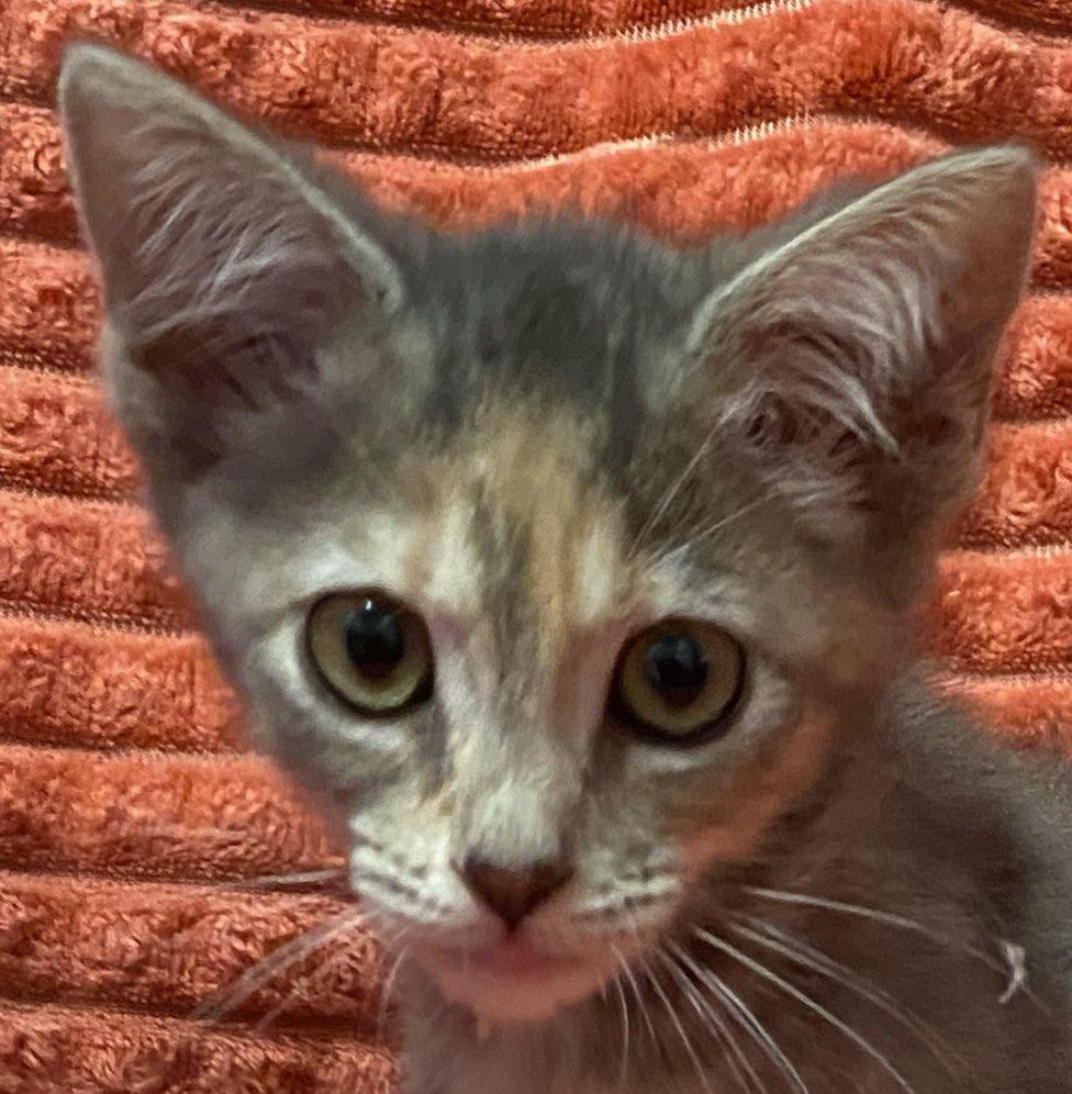 Piper, an adopted Domestic Short Hair in Colusa, CA image 3/4