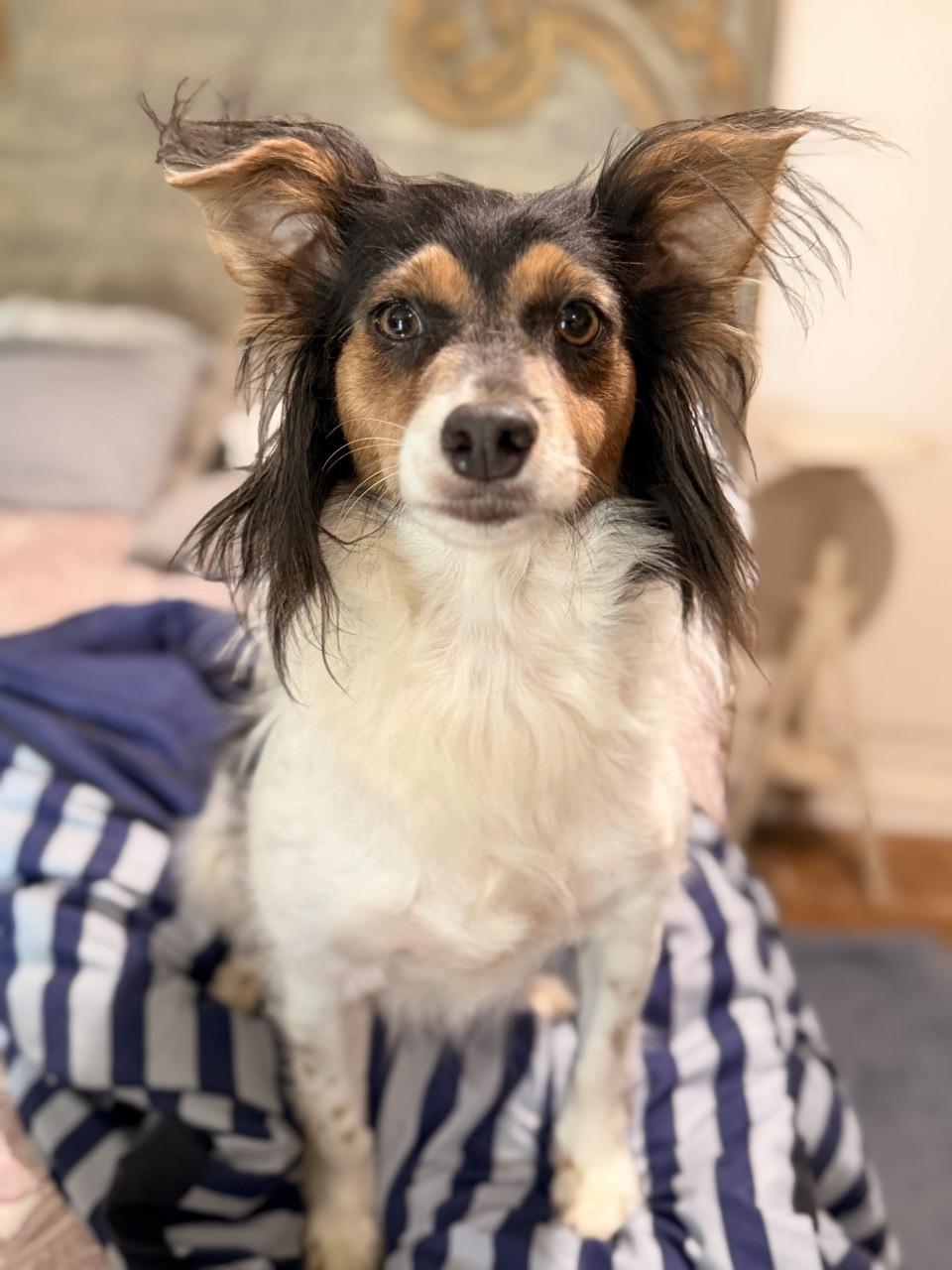 Eloise, an adopted Rat Terrier in Mansfield, TX image 3/4