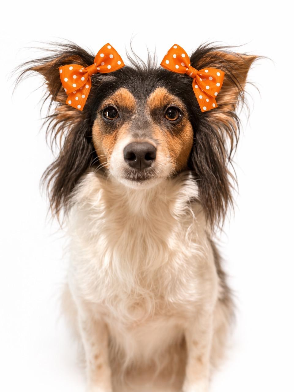Eloise, adopted, Adult Female Rat Terrier.