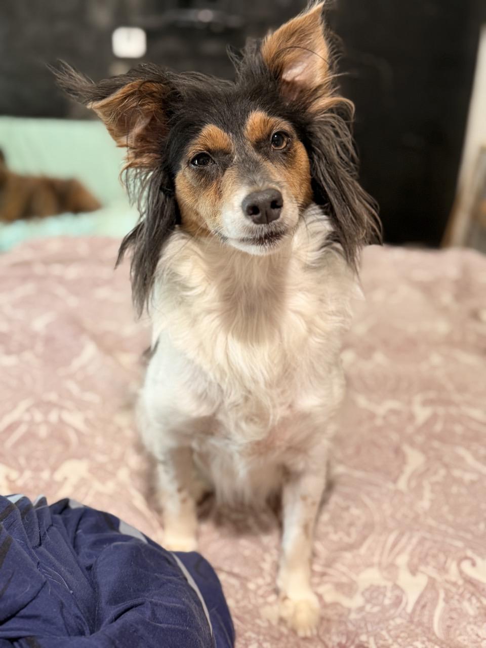 Eloise, an adopted Rat Terrier in Mansfield, TX image 4/4