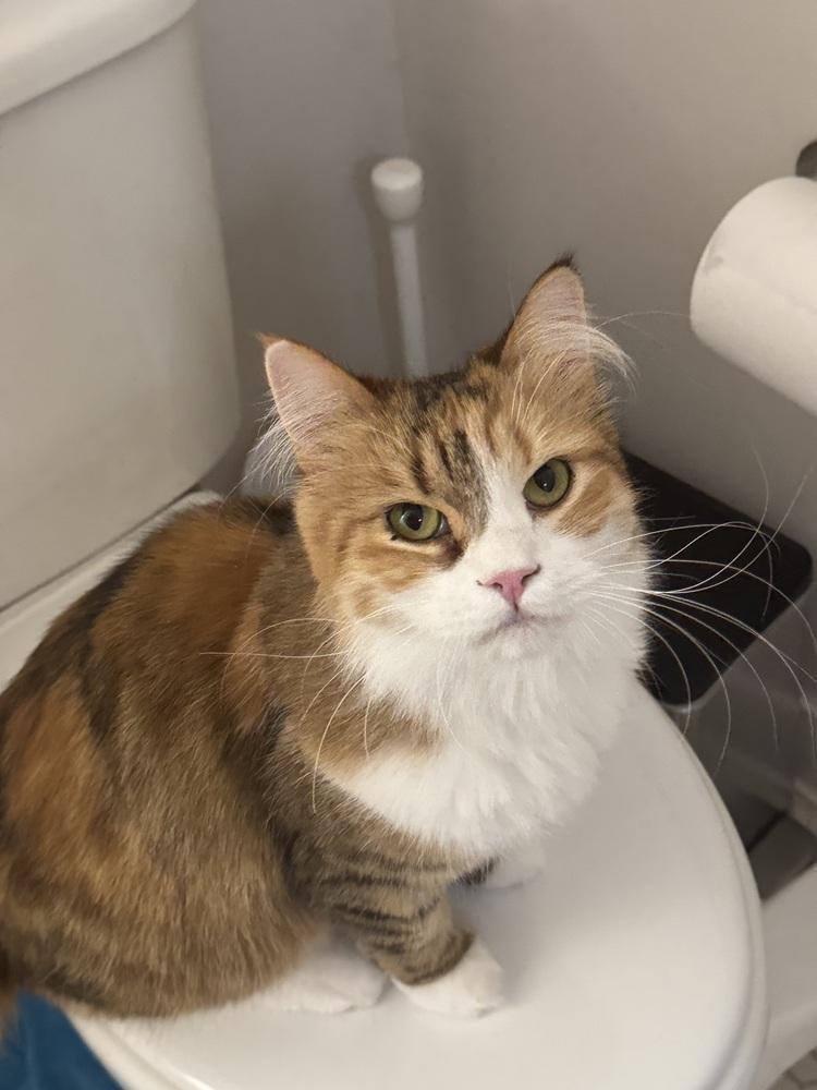 Koolah, Adoptable, Young Female Maine Coon.