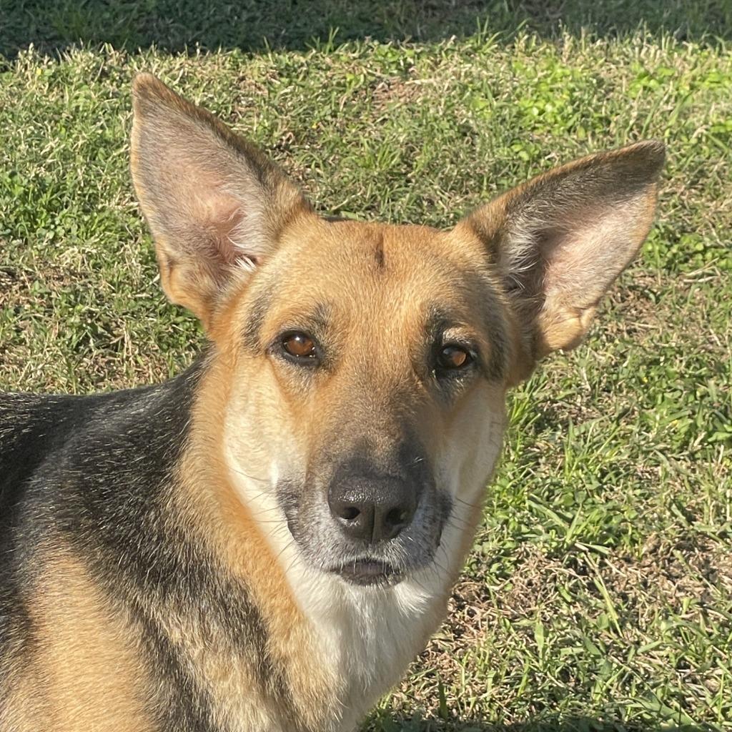 Enlarge Sandy, a Adoptable German Shepherd Dog in Brenham, TX image 4/6