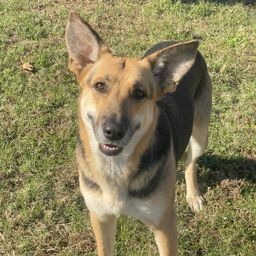 Enlarge Sandy, a Adoptable German Shepherd Dog in Brenham, TX image 2/6