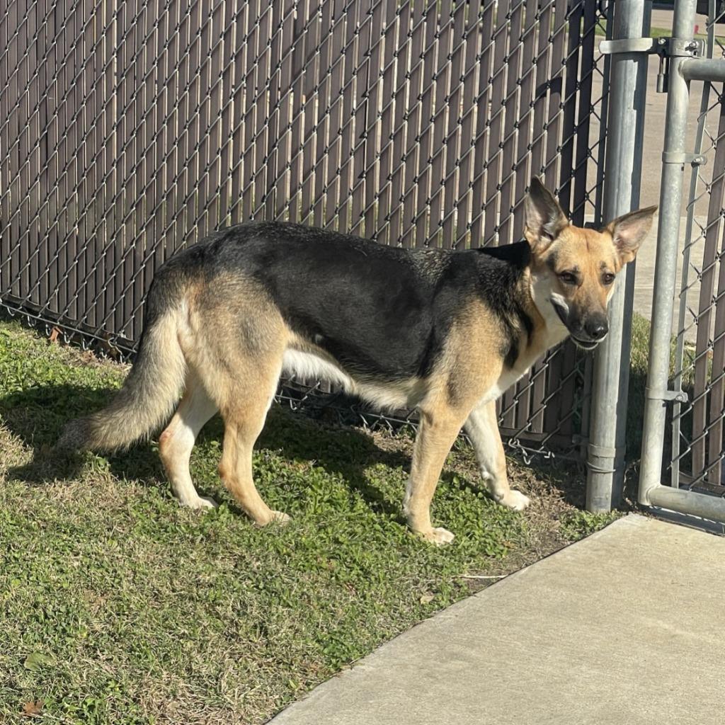 Enlarge Sandy, a Adoptable German Shepherd Dog in Brenham, TX image 3/6