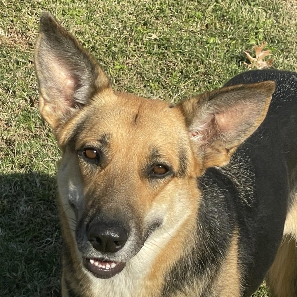 Sandy, Adoptable, Adult Female German Shepherd Dog.
