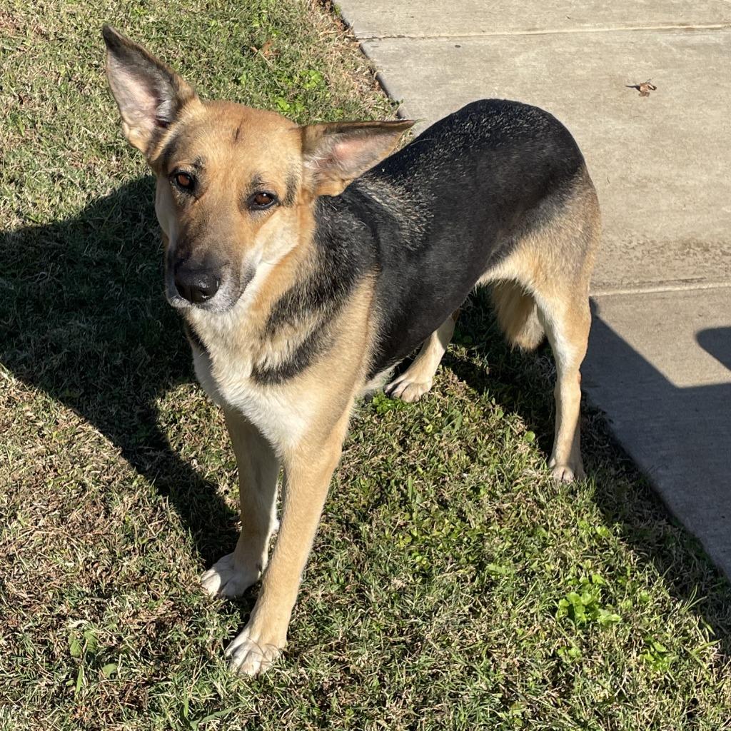 Enlarge Sandy, a Adoptable German Shepherd Dog in Brenham, TX image 5/6