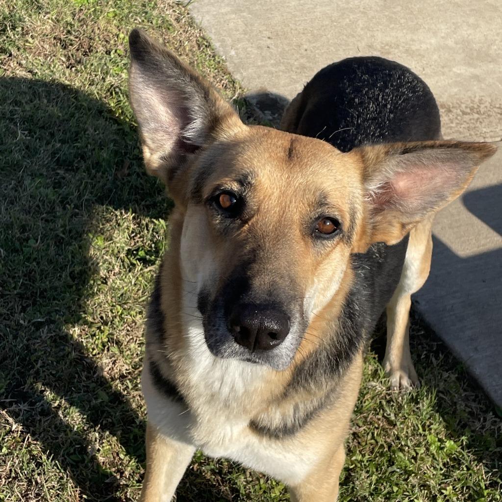 Enlarge Sandy, a Adoptable German Shepherd Dog in Brenham, TX image 6/6