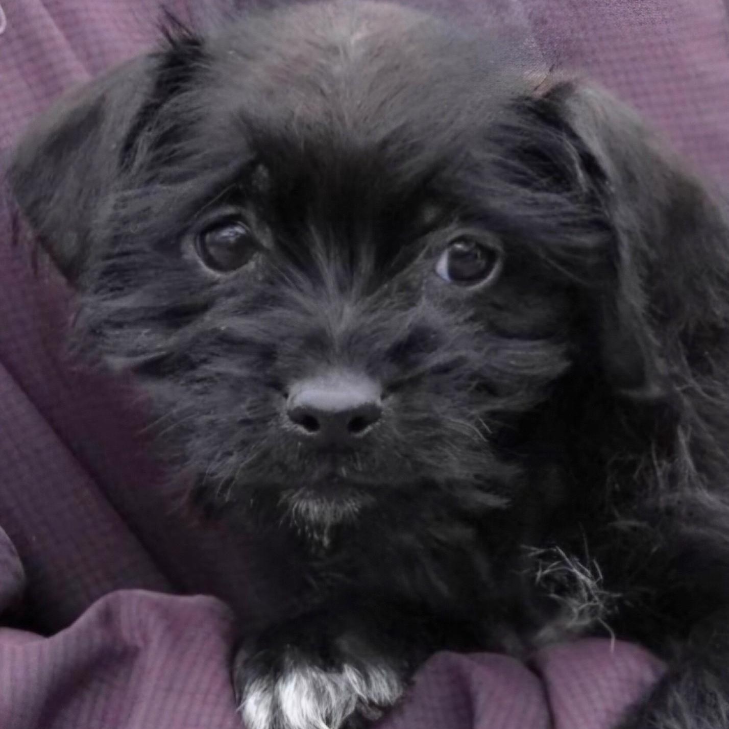 Enlarge Maddie, an adopted mixed breed in Livonia, MI image 2/5