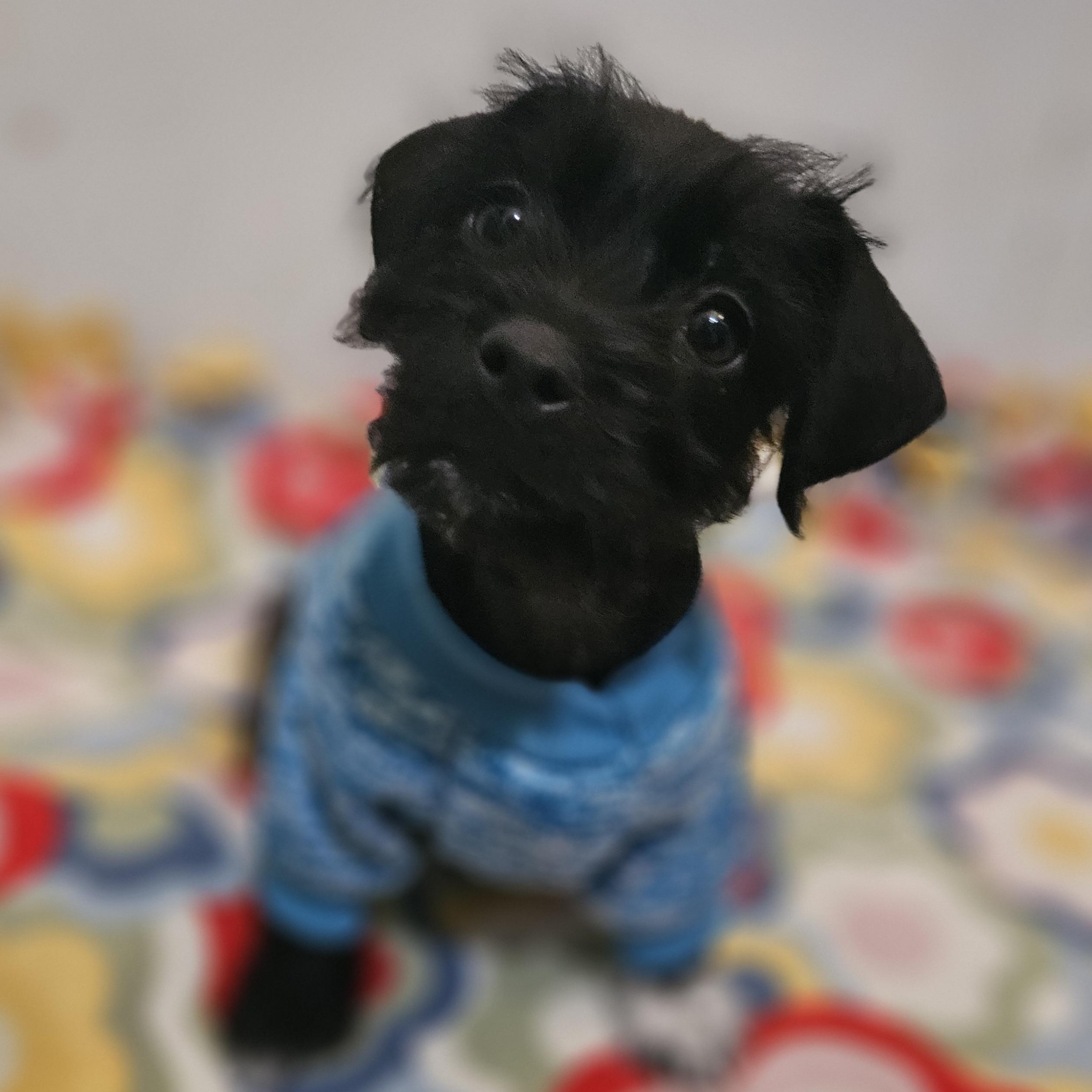 Maddie, adopted, Puppy Female Terrier & Beagle.