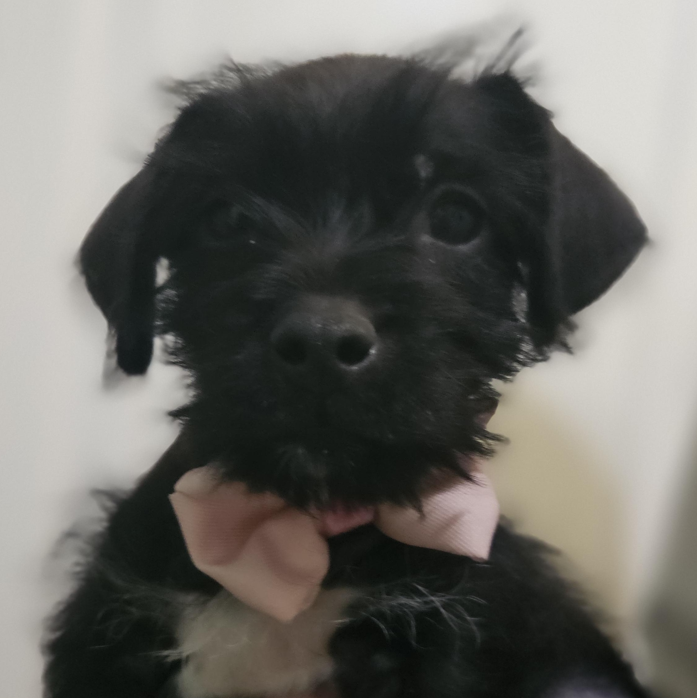 Enlarge Maddie, an adopted mixed breed in Livonia, MI image 3/5