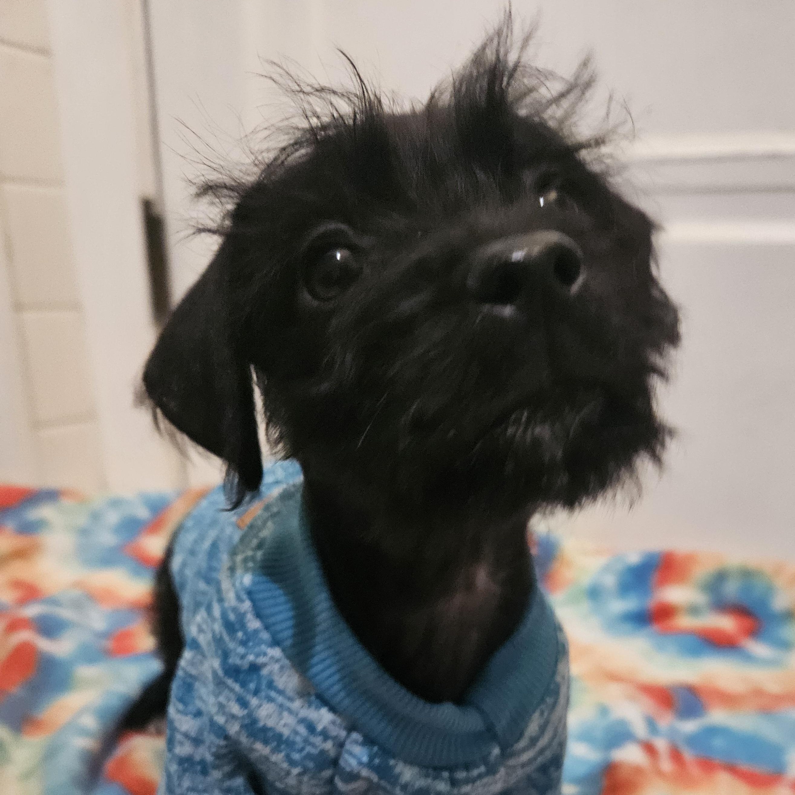 Enlarge Maddie, an adopted mixed breed in Livonia, MI image 4/5