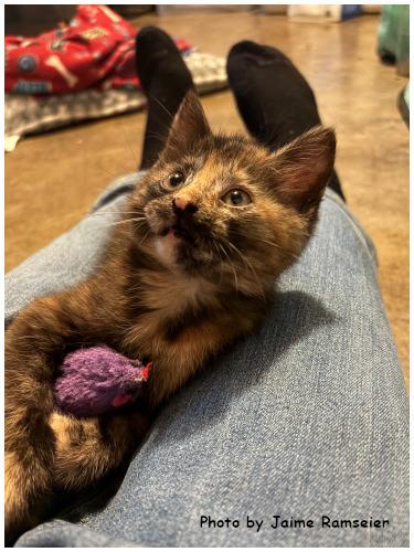 Almond, a Adoptable mixed breed in Oak Ridge, TN image 1/3
