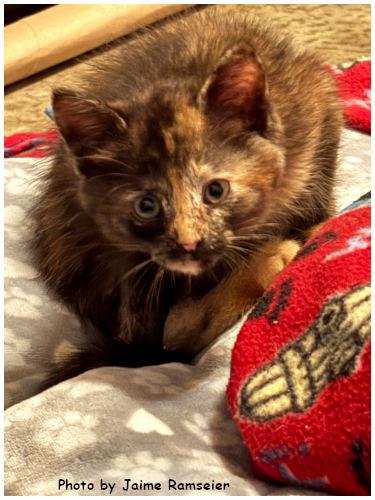 Almond, a Adoptable mixed breed in Oak Ridge, TN image 2/3