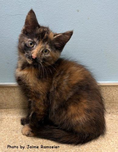 Almond, a Adoptable mixed breed in Oak Ridge, TN image 3/3