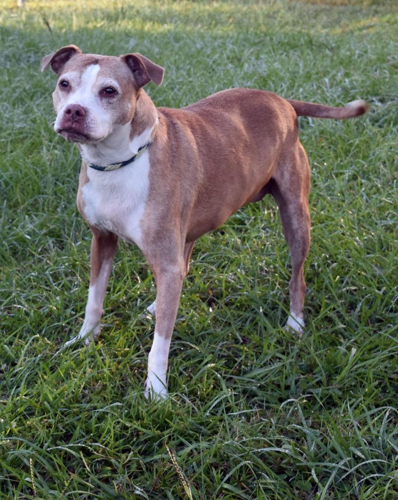 Callie, Adoptable, Senior Female Mixed Breed.