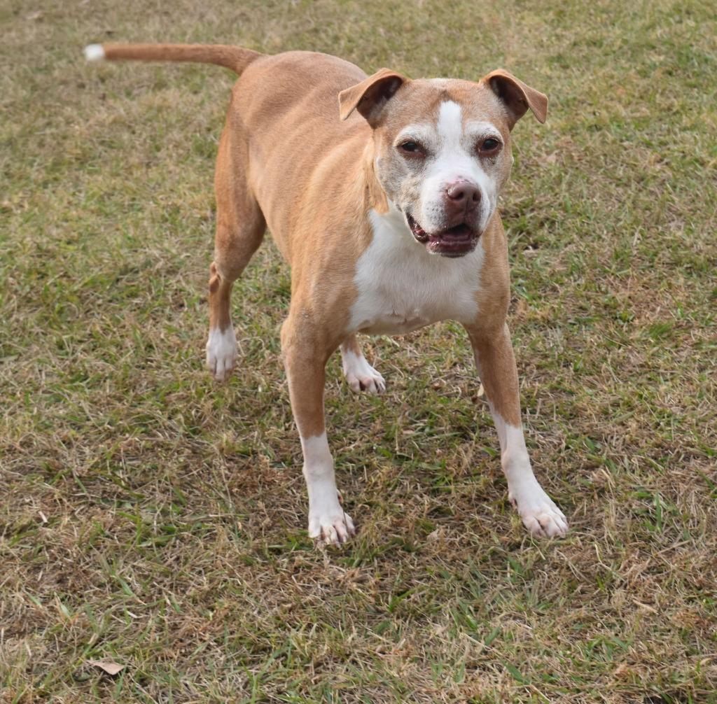 Enlarge Callie, a Adoptable mixed breed in Kingsland, GA image 2/4