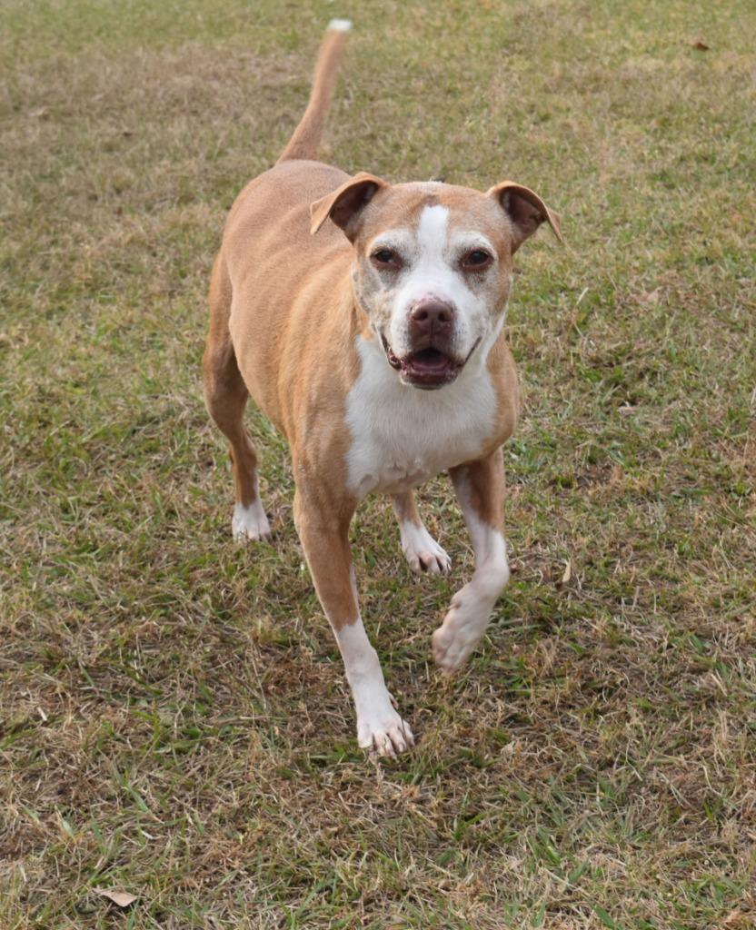 Enlarge Callie, a Adoptable mixed breed in Kingsland, GA image 3/4