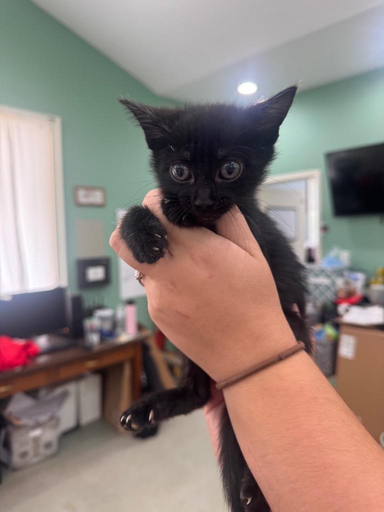 Cinco, Adoptable, Kitten Female Domestic Short Hair.