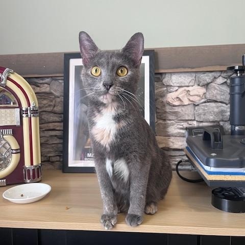 Honey, a ADOPTABLE Domestic Short Hair in Cleveland, OH image 5/5