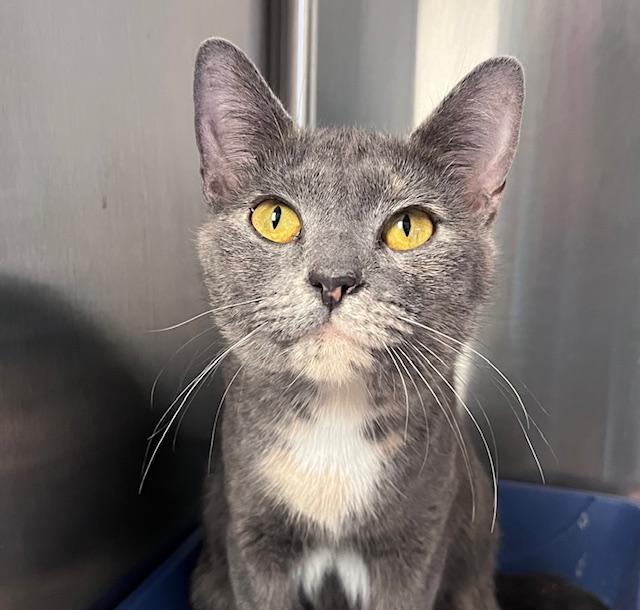 Honey, a ADOPTABLE Domestic Short Hair in Cleveland, OH image 1/5