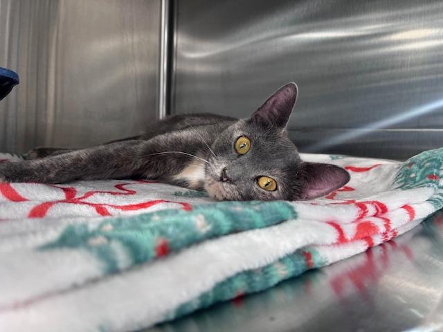 Honey, a ADOPTABLE Domestic Short Hair in Cleveland, OH image 4/5