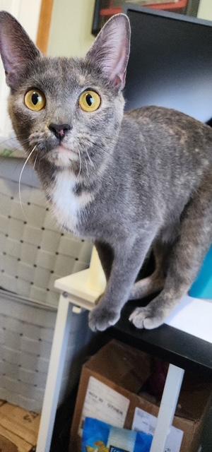 Honey, a ADOPTABLE Domestic Short Hair in Cleveland, OH image 3/5