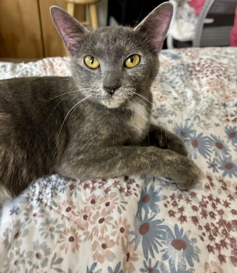 Honey, a ADOPTABLE Domestic Short Hair in Cleveland, OH image 2/5