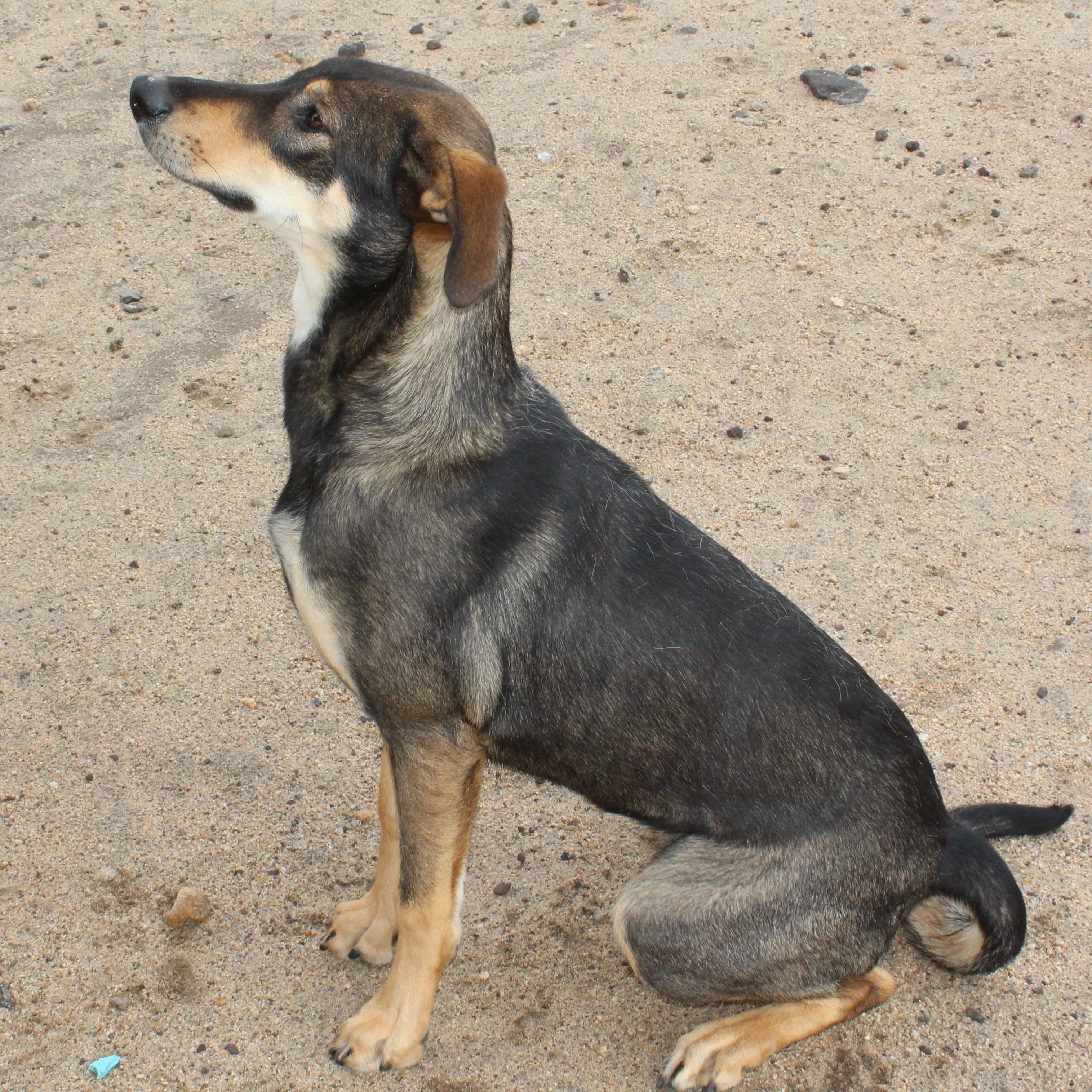 Enlarge Velveteen, a ADOPTABLE mixed breed in Yucca Valley, CA image 3/4