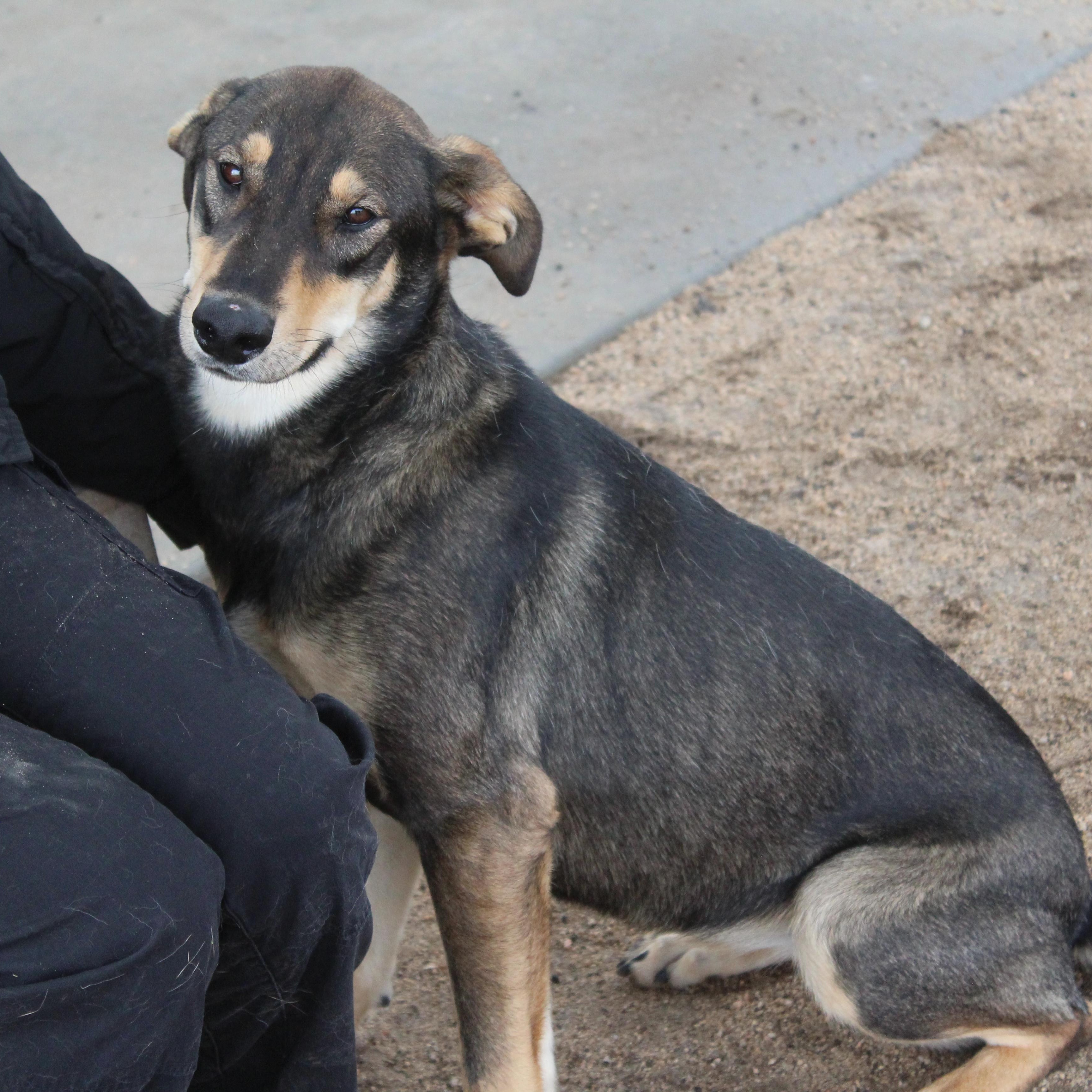 Enlarge Velveteen, a ADOPTABLE mixed breed in Yucca Valley, CA image 4/4