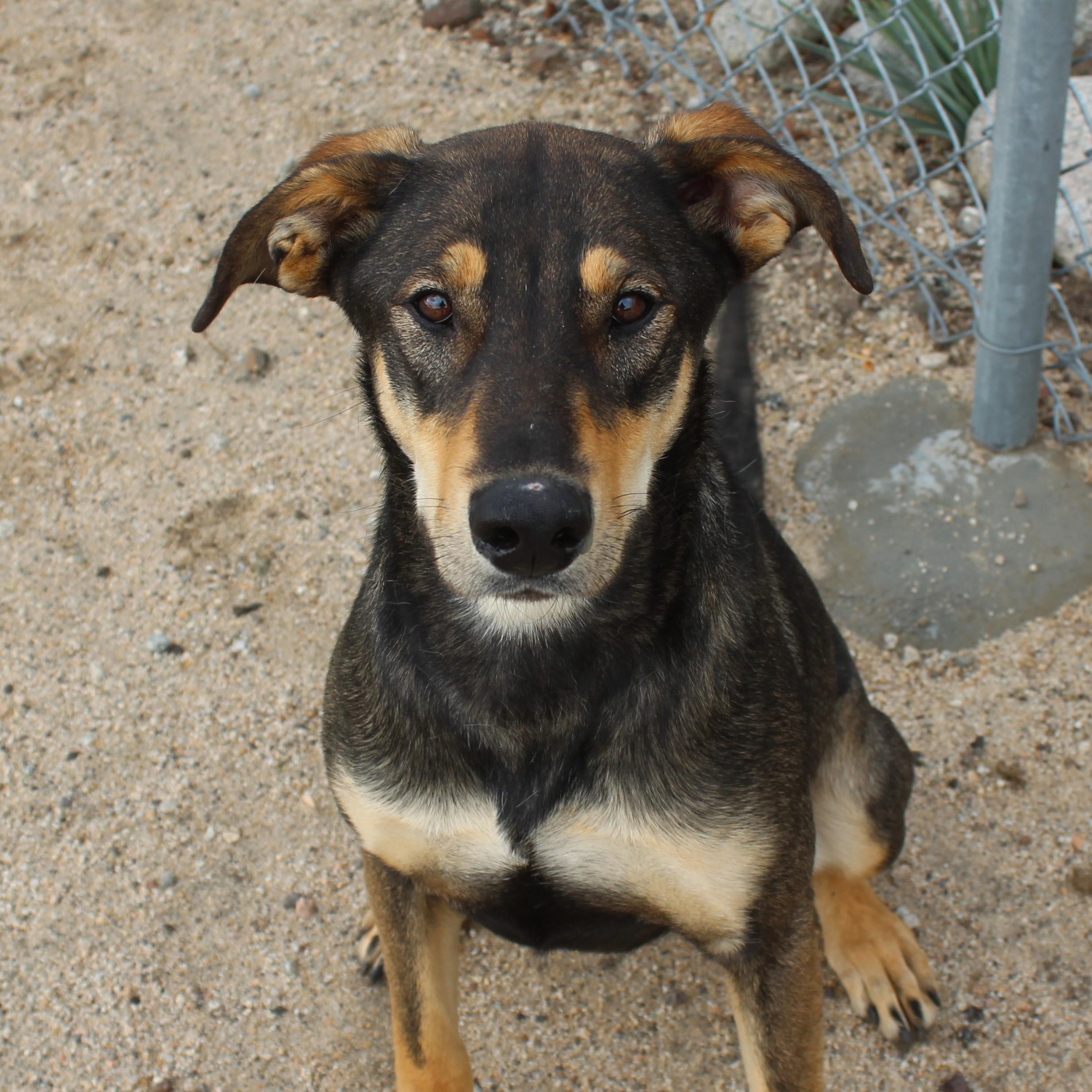 Velveteen, ADOPTABLE, Young Female Hound & Shepherd.