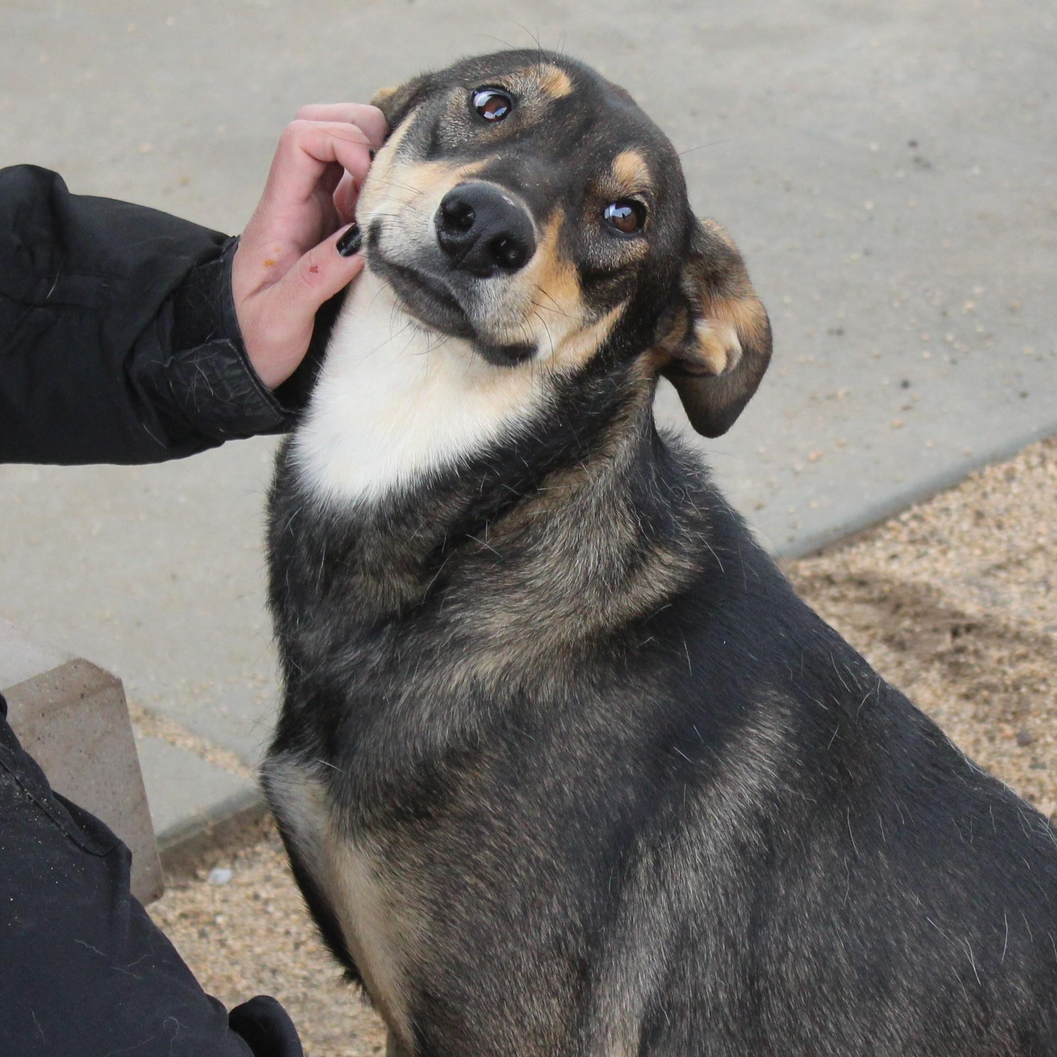 Enlarge Velveteen, a ADOPTABLE mixed breed in Yucca Valley, CA image 2/4