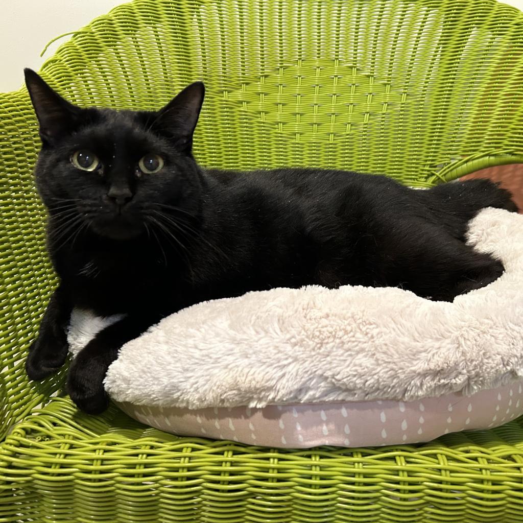 Elsa, Adoptable, Senior Female Domestic Short Hair.