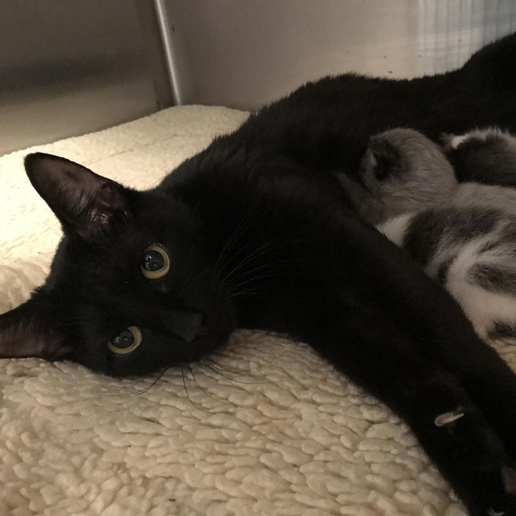 Enlarge Elsa, a Adoptable Domestic Short Hair in Oyster Bay, NY image 2/2