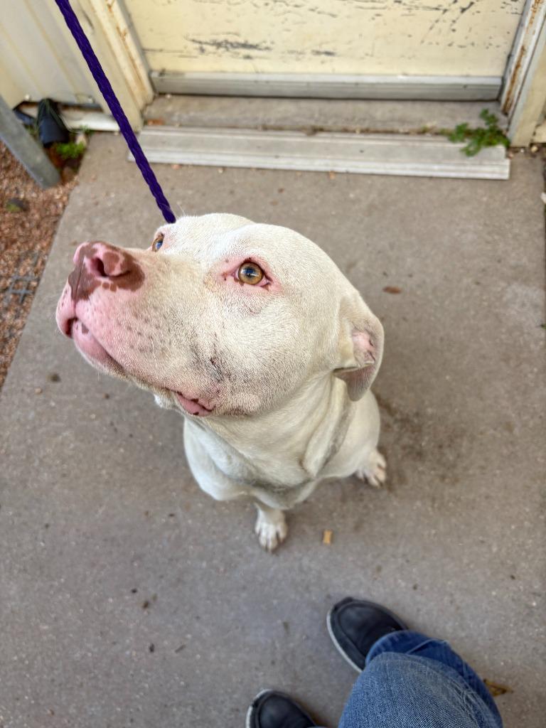 Dog Kennel #30, Adoptable, Adult Male Pit Bull Terrier & Mixed Breed.