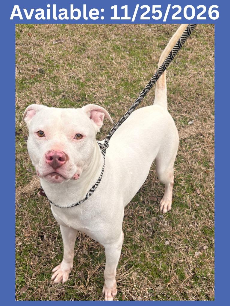 Dog Kennel #30, Adoptable, Adult Male Pit Bull Terrier & Mixed Breed.