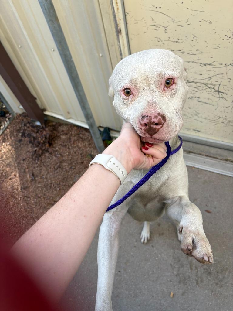 Enlarge Dog Kennel #30, a Adoptable mixed breed in Greenville, TX image 2/6
