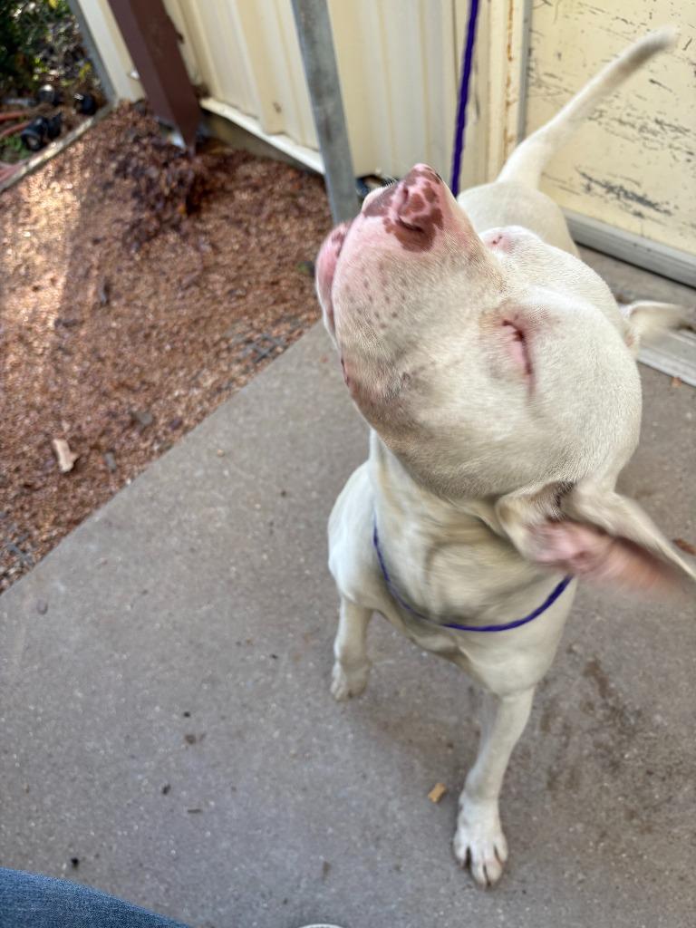 Enlarge Dog Kennel #30, a Adoptable mixed breed in Greenville, TX image 3/6