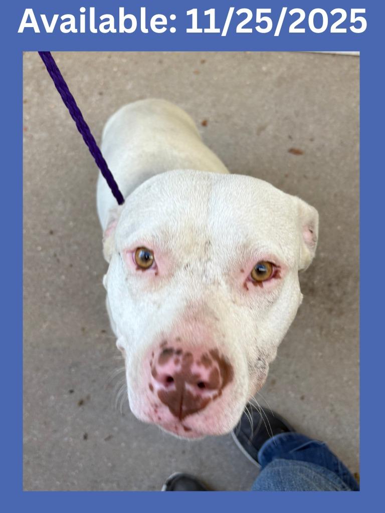 Enlarge Dog Kennel #30, a Adoptable mixed breed in Greenville, TX image 4/6