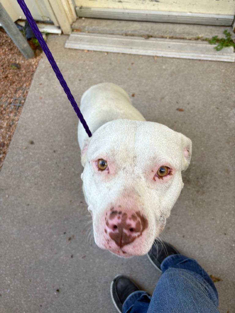 Enlarge Dog Kennel #30, a Adoptable mixed breed in Greenville, TX image 5/6