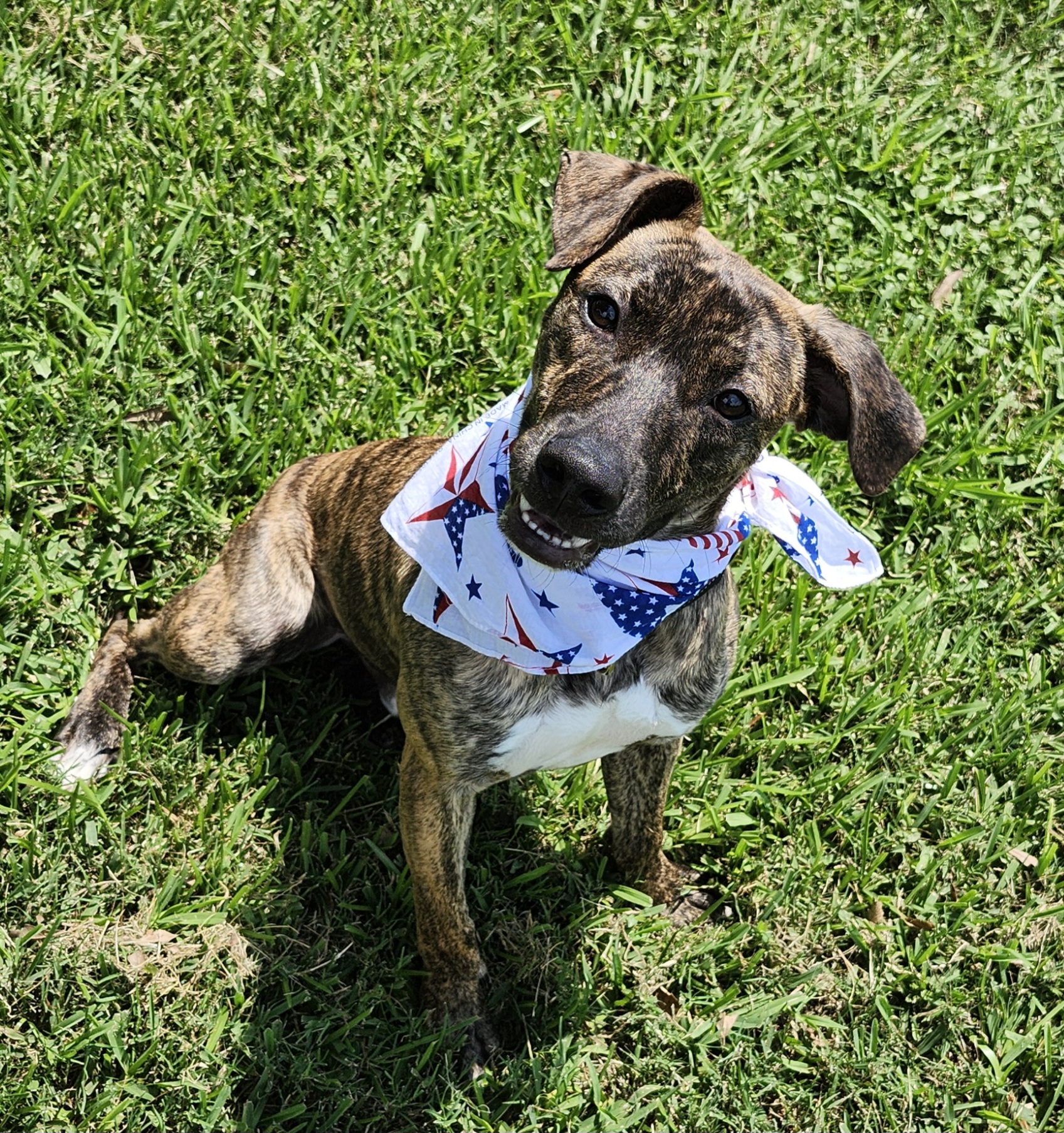 Enlarge ZEUS, a Adopted Hound in Rayne, LA image 1/3