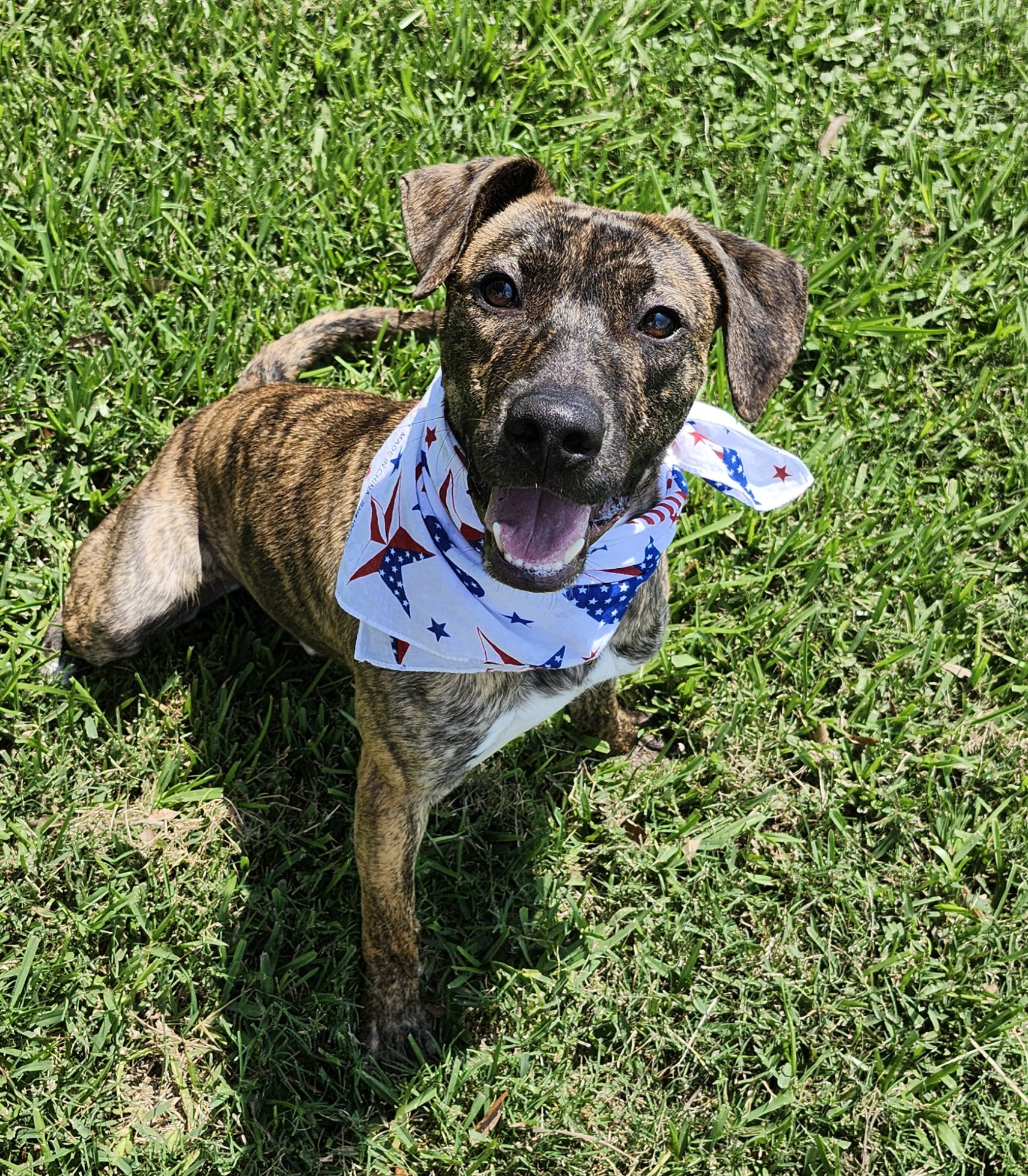 Enlarge ZEUS, a Adopted Hound in Rayne, LA image 2/3