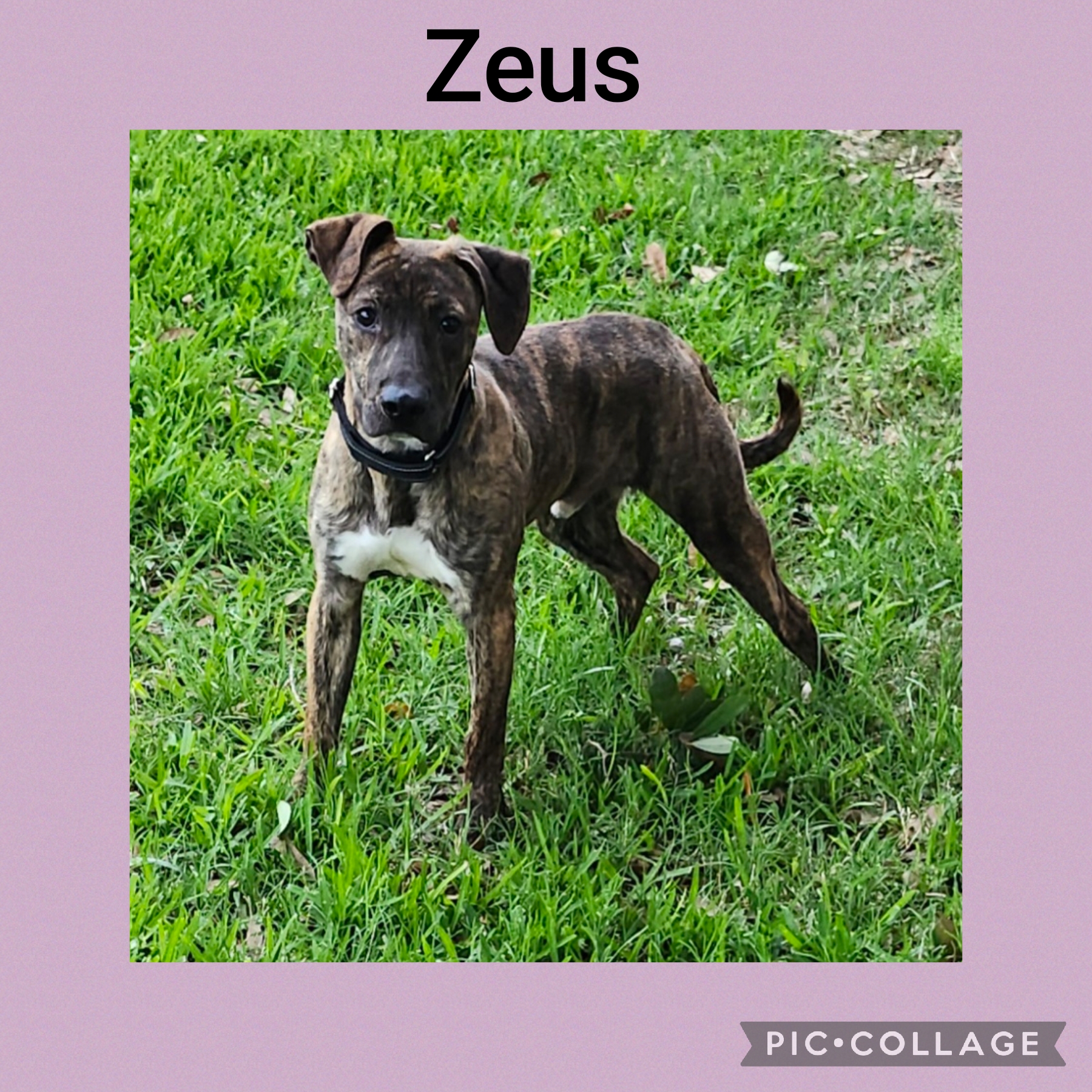 Enlarge ZEUS, a Adopted Hound in Rayne, LA image 3/3