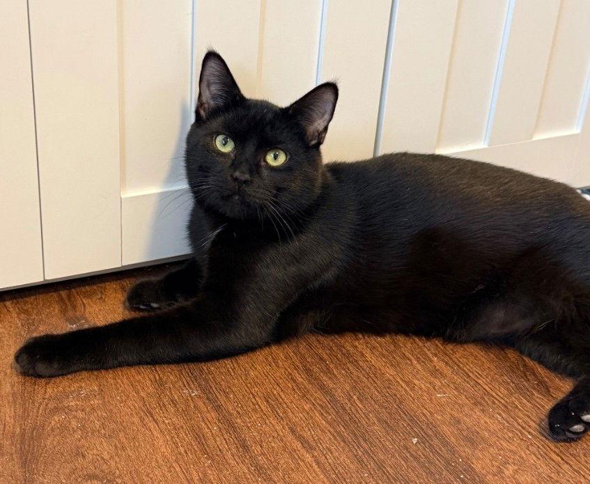 Bandido — thumbnail 2