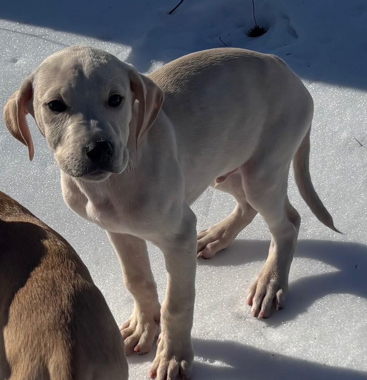 Butter Brickle — thumbnail 3